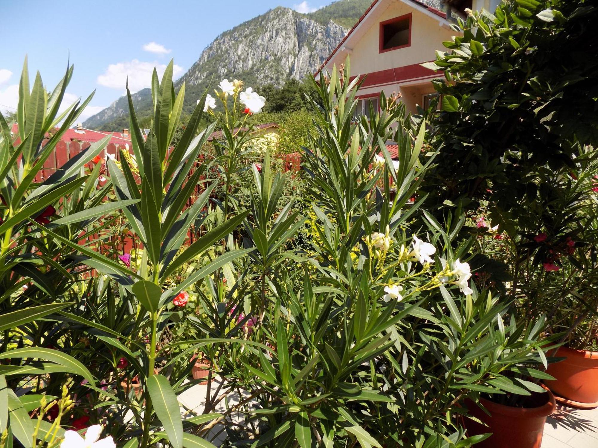 Pension Eden Băile Herculane Dış mekan fotoğraf