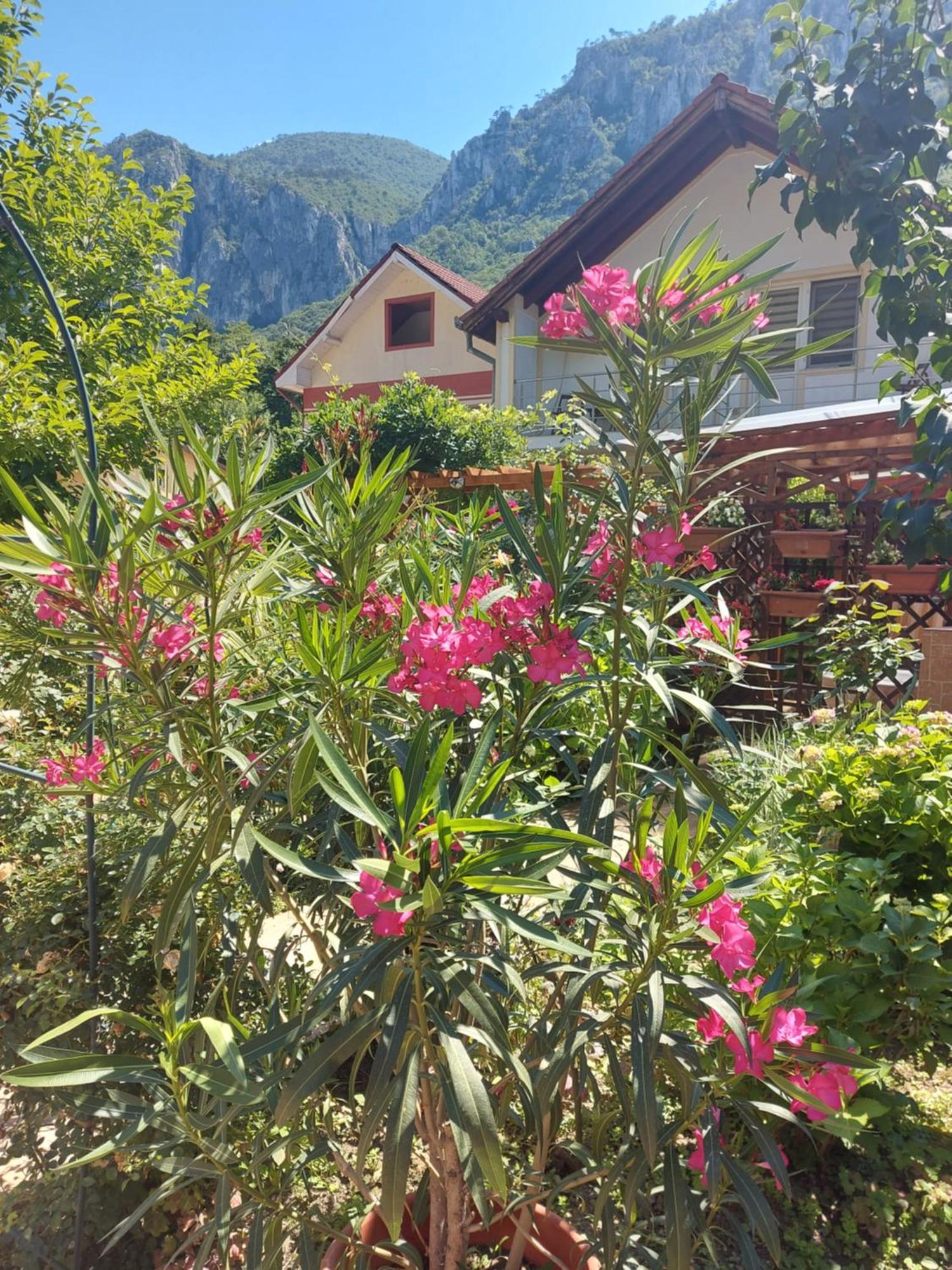 Pension Eden Băile Herculane Dış mekan fotoğraf