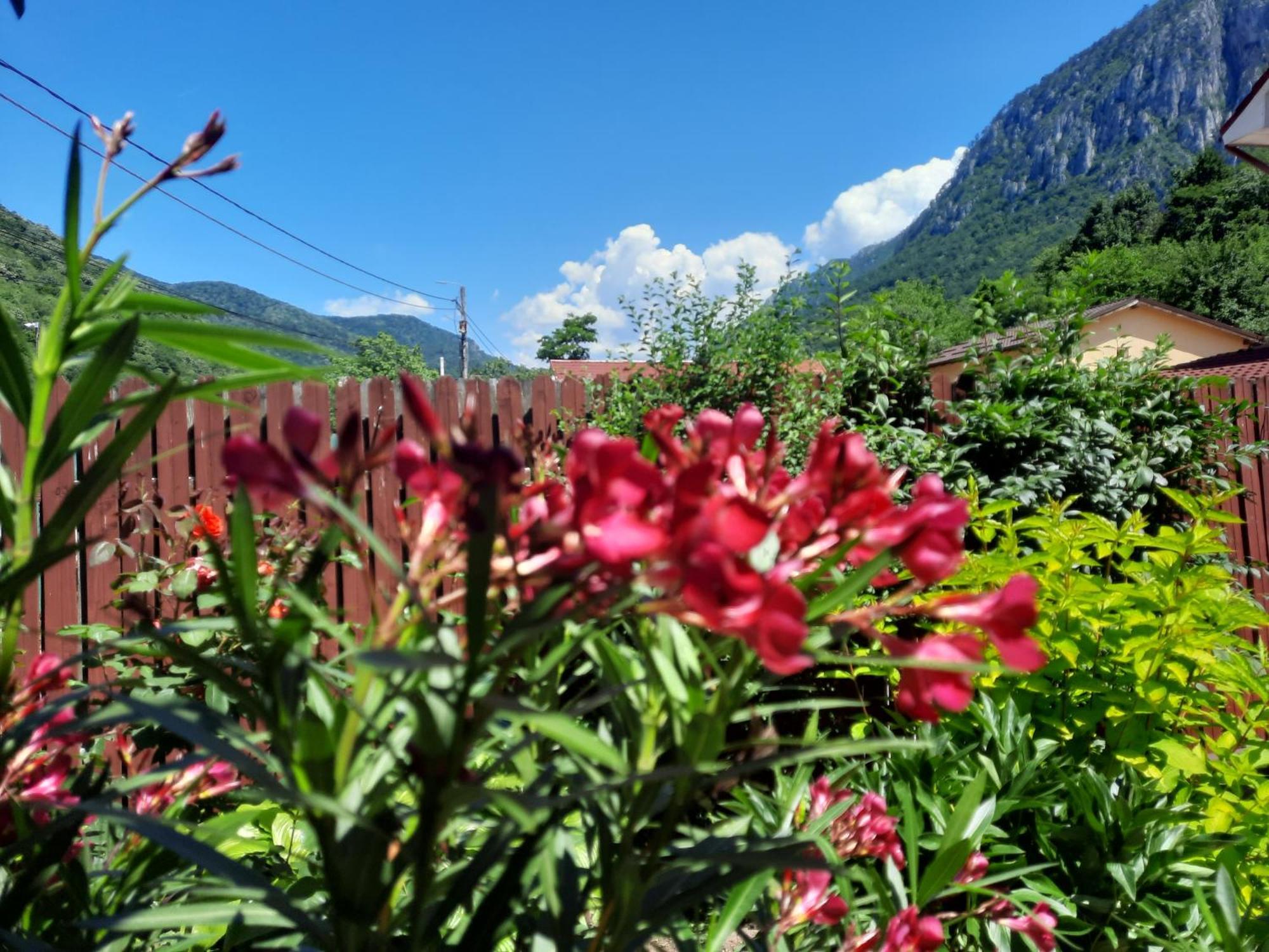 Pension Eden Băile Herculane Dış mekan fotoğraf